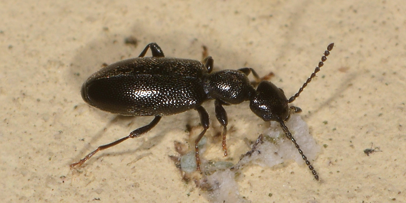 Anthicidae:  Anthicus niger